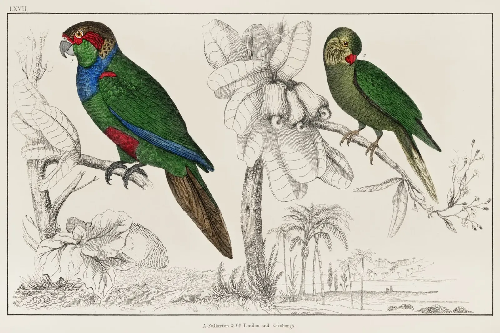 a rare antique hand colored tableau of two parakeets. tela con Cornice a cassetta da vintageshop