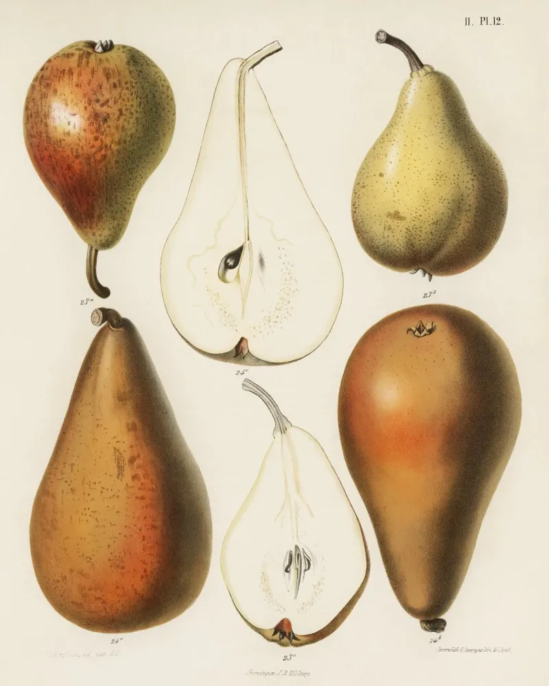 vintage  fresh pears printed canvas with Floater frame by vintageshop
