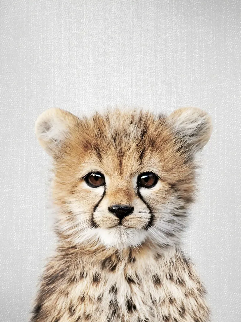 Baby ghepardo colorato poster con telaio in alluminio da Eldon S Kiser