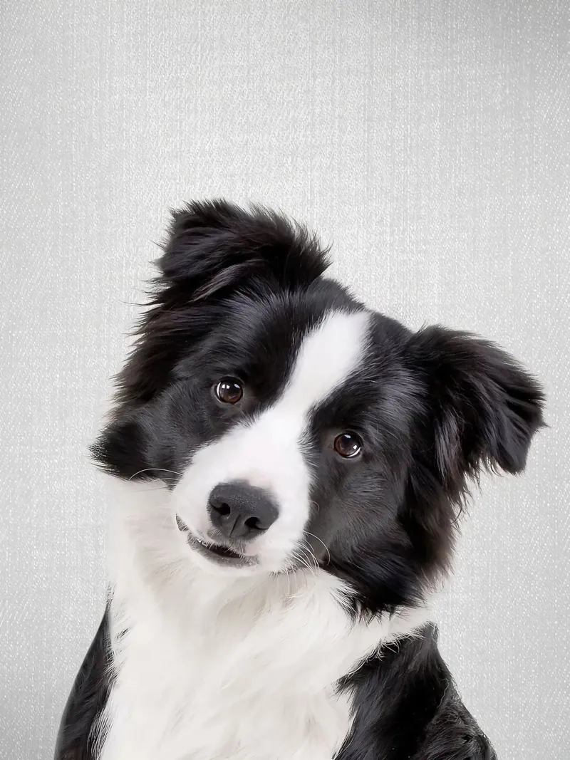 Border Collie colorato poster da Leonard R Sadler