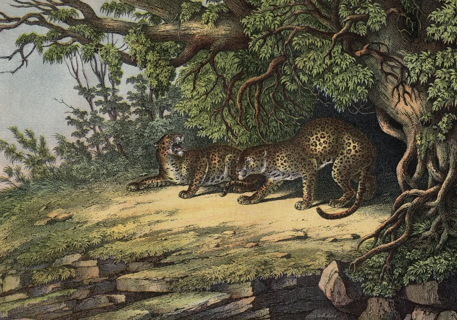 Vintage Kolb 12 Tafel 28 Leopard pellicola backlit da Vintage Print Collection