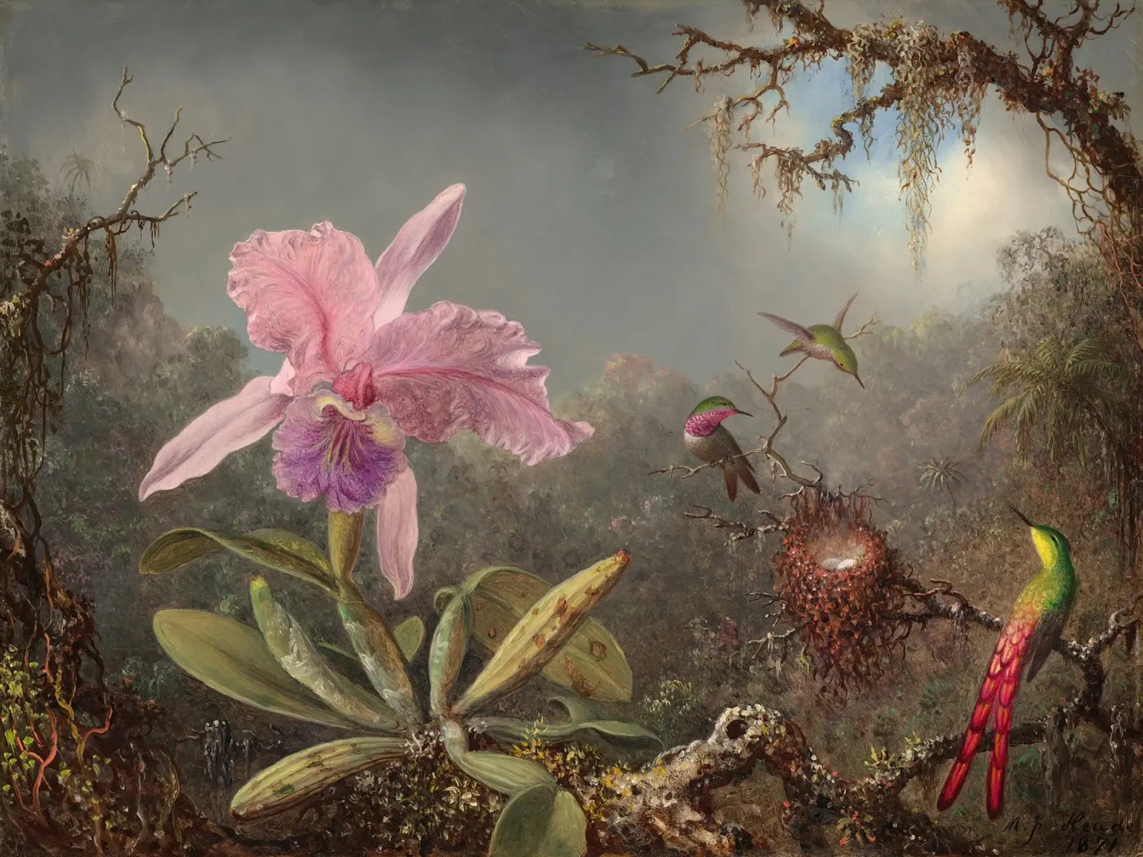 Cattleya Orchid and Three Hummingbirds tela con Cornice a cassetta da apoloprints