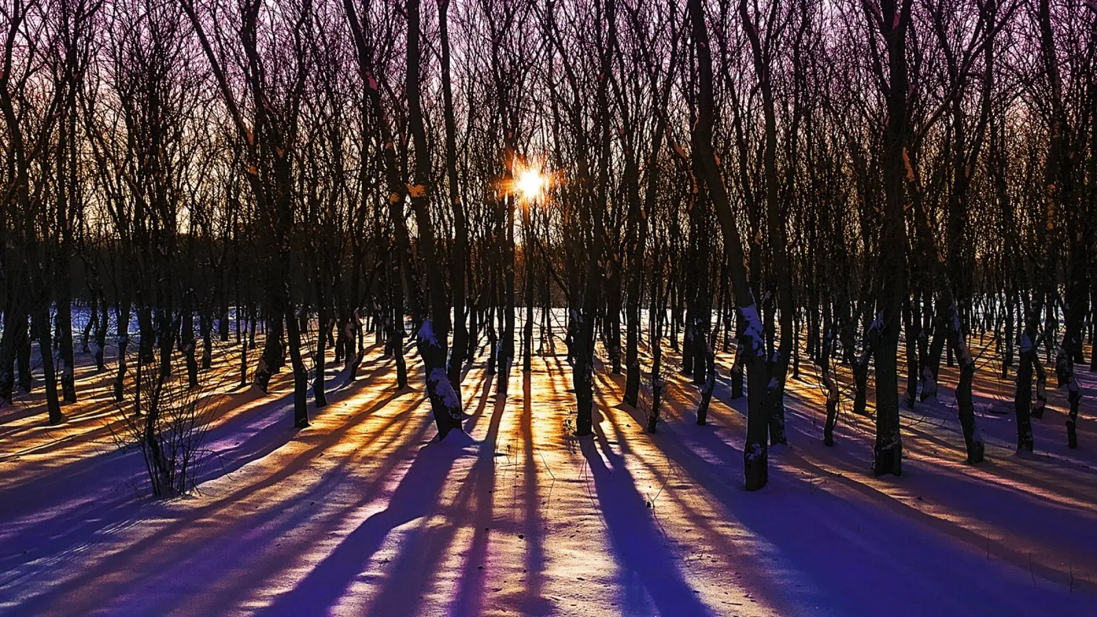 Winterbomen bij zonsondergang - Fine Art Photography Print canvas met Baklijst van jay