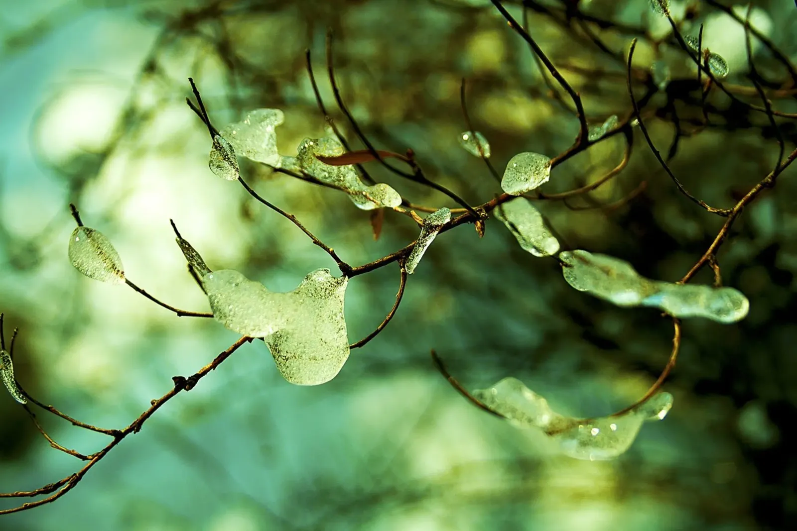Emerald Ice Droplets on Winter Branches – Fine Art Print poster with aluminum frame by jay