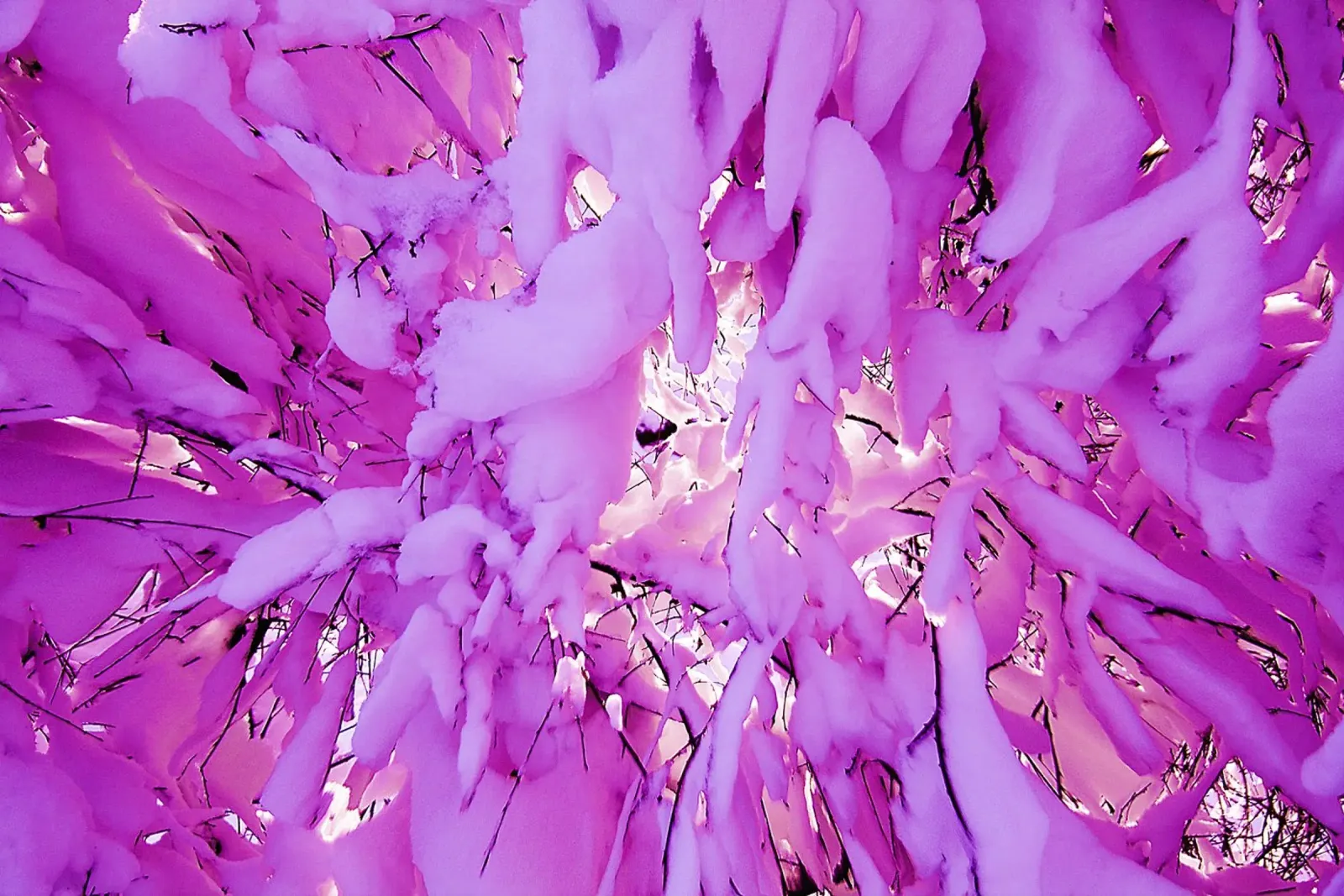 Cotton Candy Winter Trees – Fine Art Photography Print canvas with Floater frame by jay