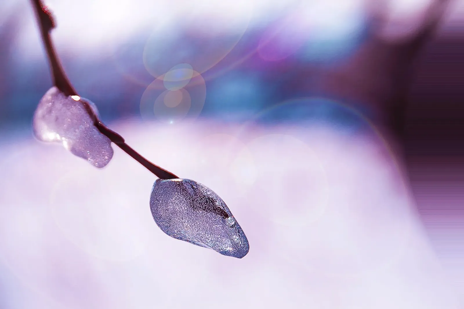 Frozen Branch with Soap Bubble Glow – Fine Art Photography P poster with wooden frame by jay