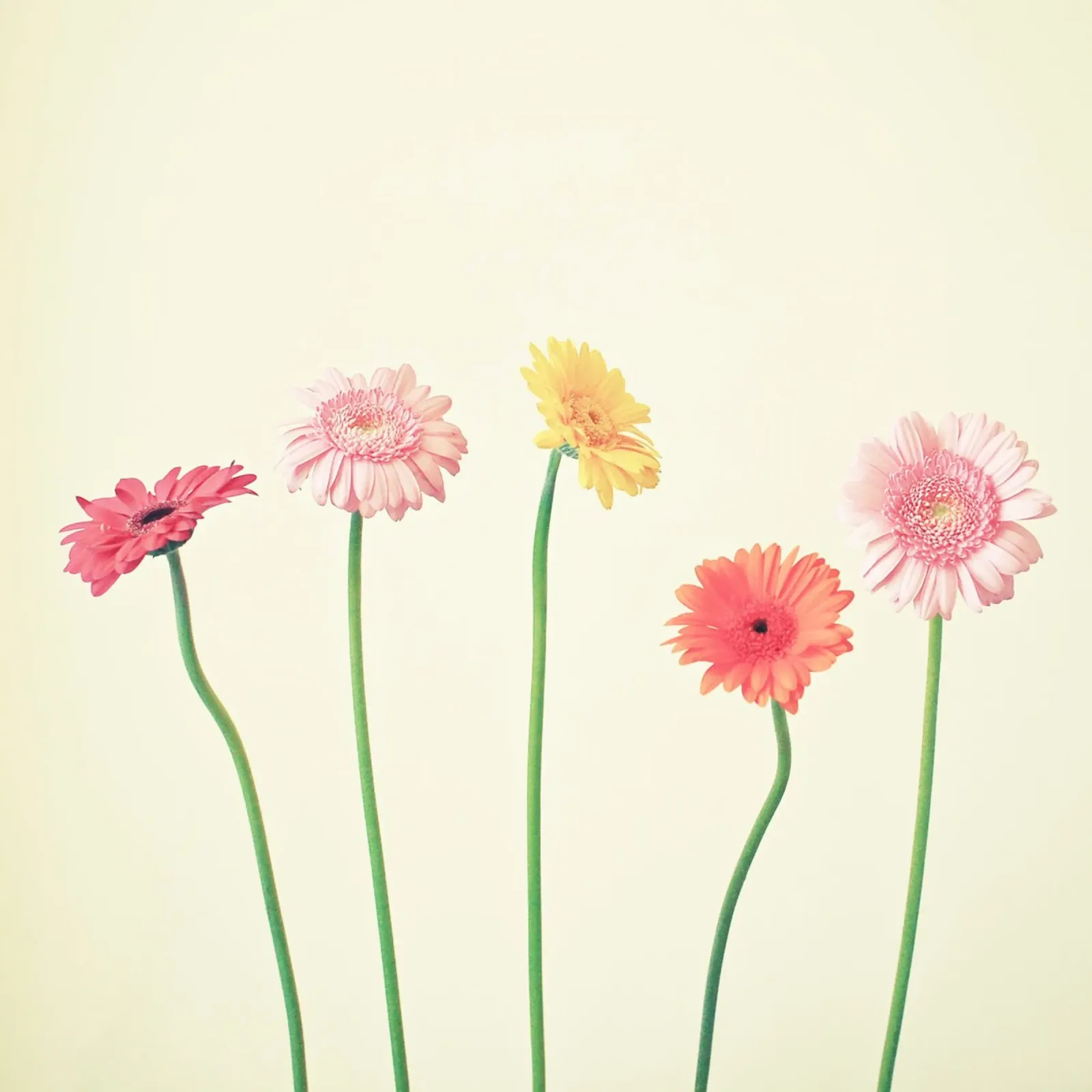 Come cresce il vostro giardino poster con telaio in alluminio da Cassia Beck Photography