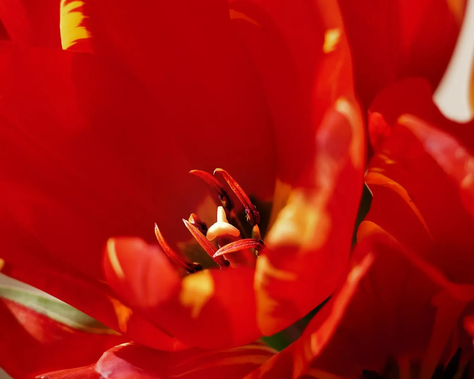 Tulipano rosso in primo piano - Stampa floreale fine art poster con telaio in plastica da jay