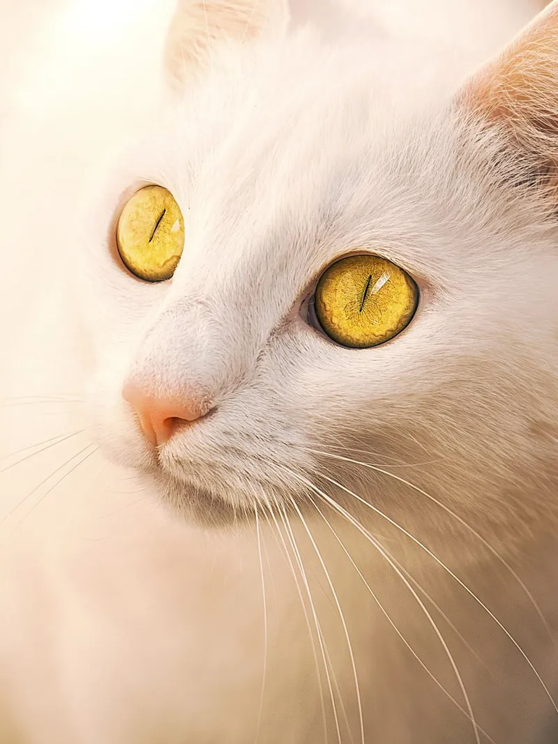 Gatto bianco in primo piano - Ritratto d'autore tela con Cornice a cassetta da jay