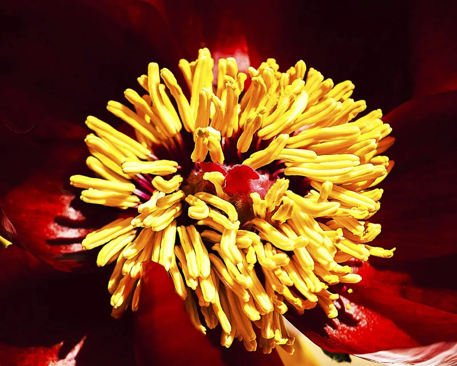 Peonia rossa in primo piano - Stampa d'arte floreale simile a un grembo materno poster da jay