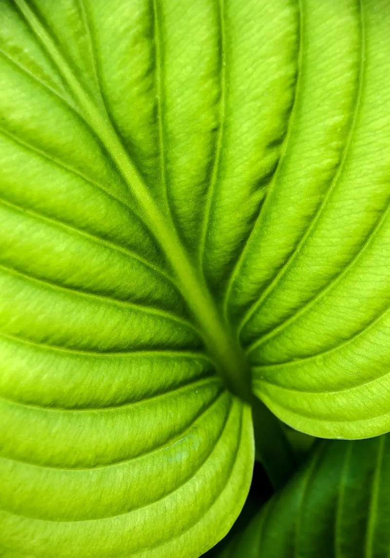 Hoja verde fresca - Botanical Fine Art Print poster de jay