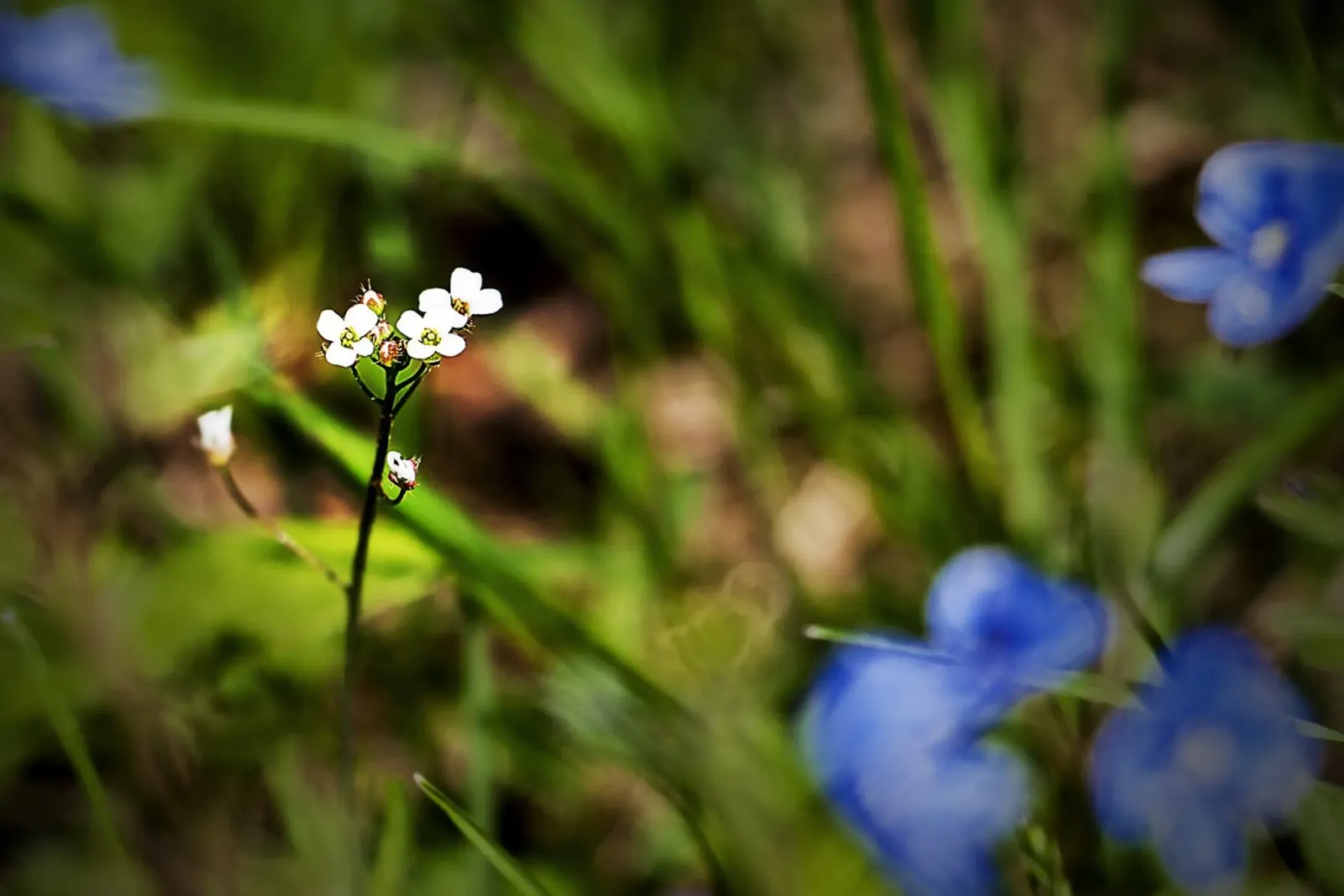 Tiny White Wildflowers in a Spring Meadow – Nature Photo canvas with Floater frame by jay