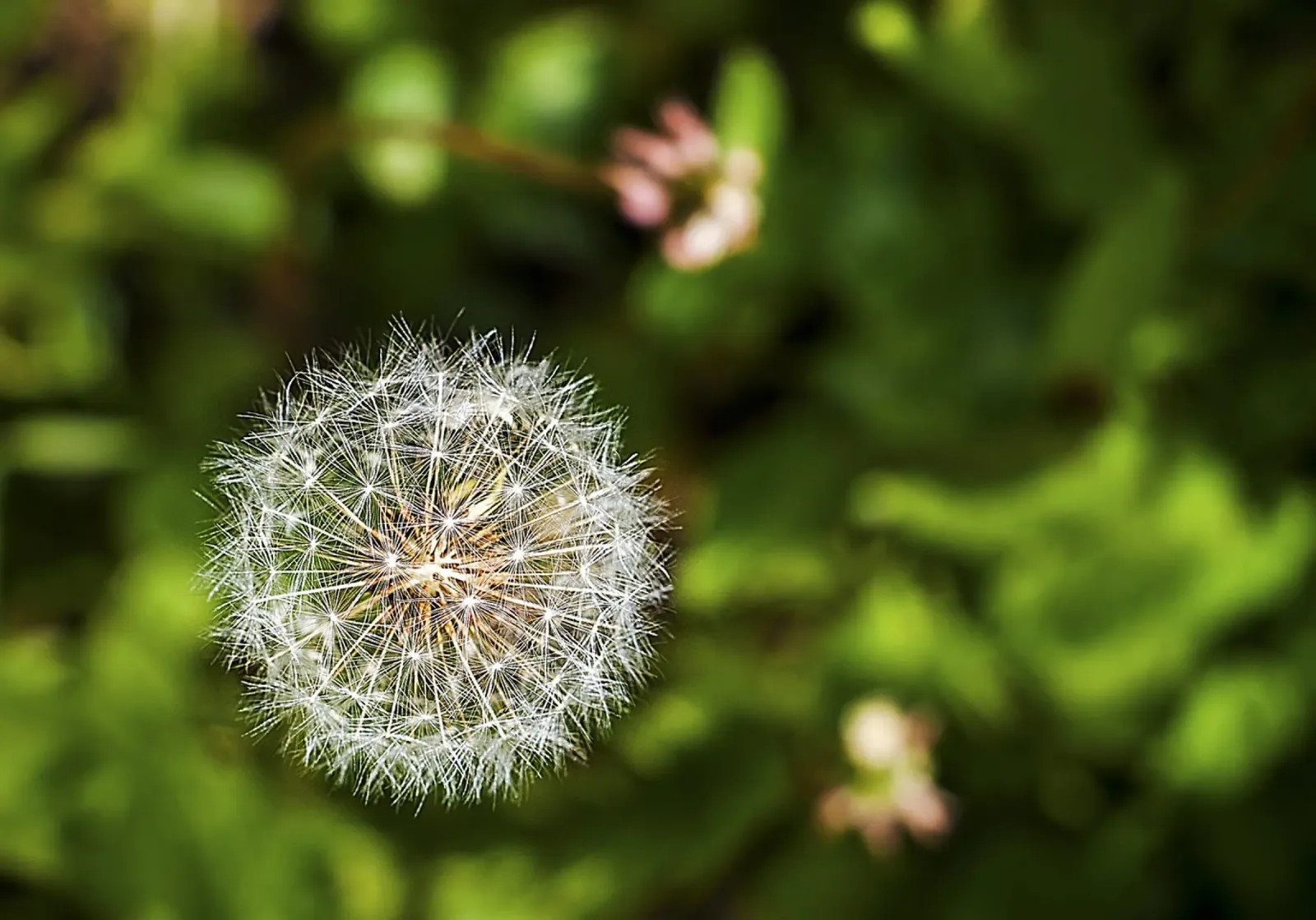 Dandelion Seed Head Close-Up – Nature Photography Print canvas with Floater frame by jay