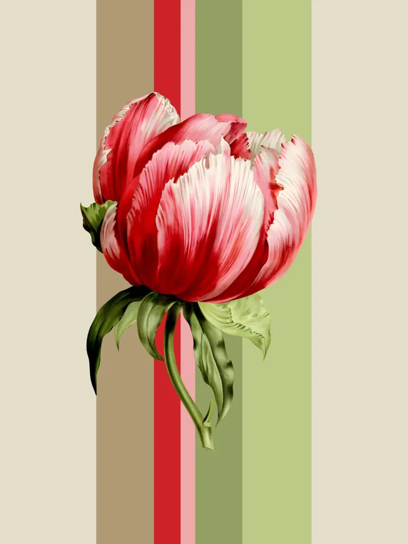 Belle Botanica 4 Tulpe tela con Cornice a cassetta da superprint