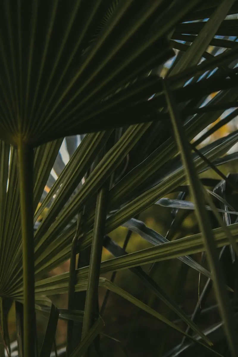 cluster di palme poster con telaio in alluminio da lesuki