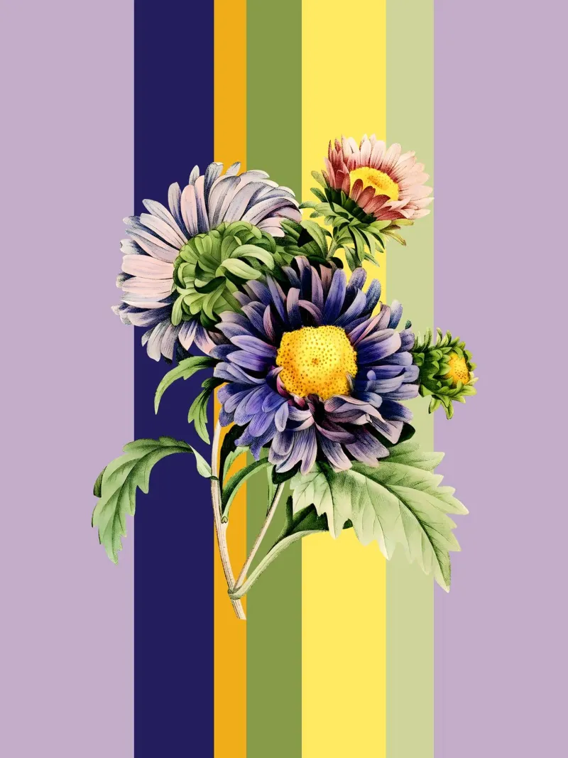 Belle Botanica 9 Aster Dumosus poster da superprint