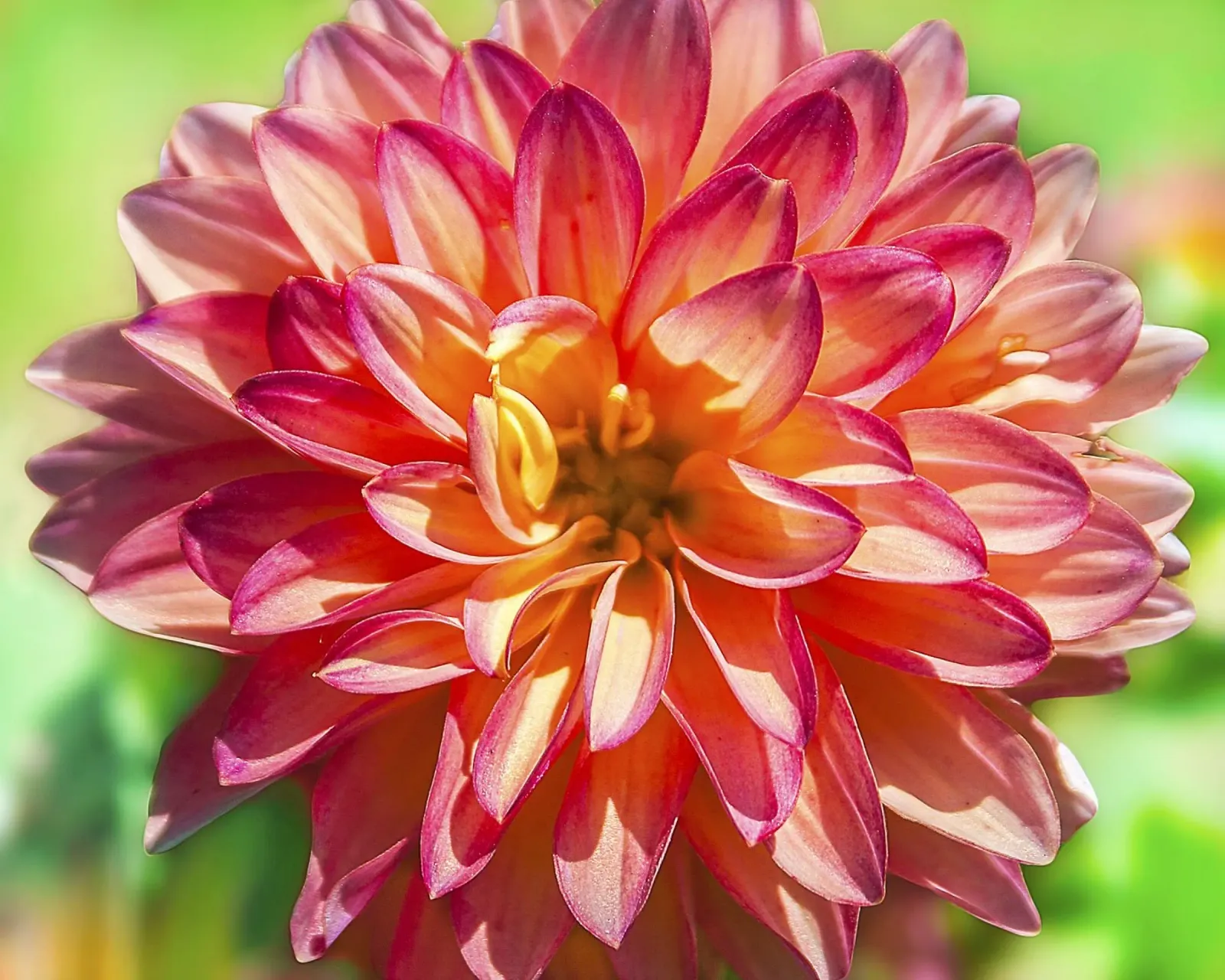 Your Inner Dahlia - Levendige Bloemen Muurkunst Print canvas met Baklijst van jay