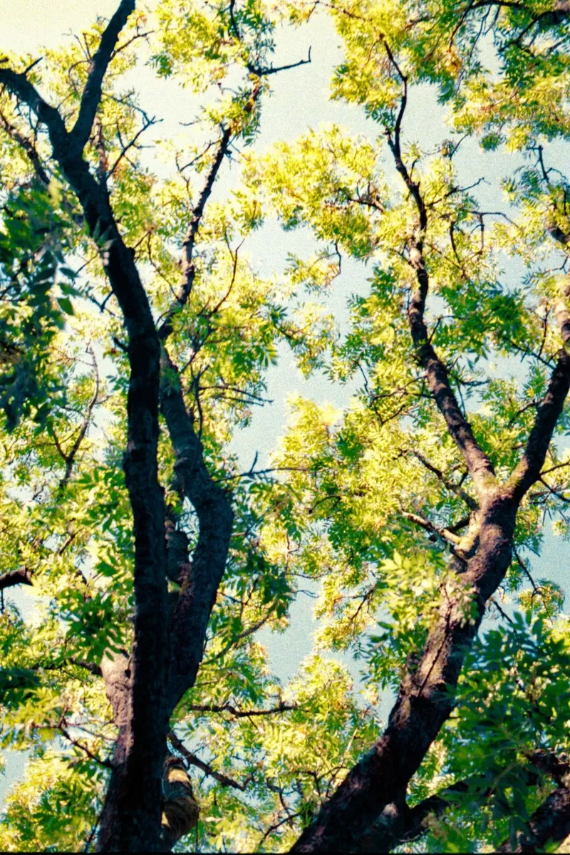 albero alto con foglie gialle poster con telaio in alluminio da Earthly Visions