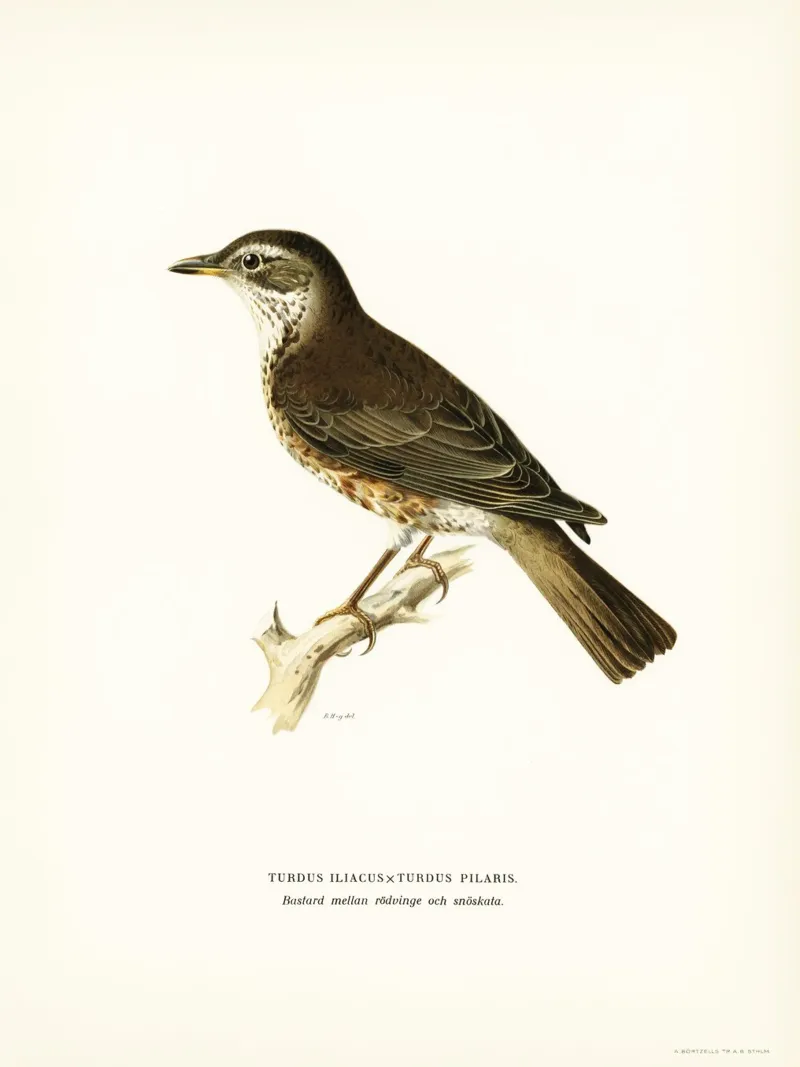 Redwing (Turdus iliacus) canvas with Floater frame by vintageshop