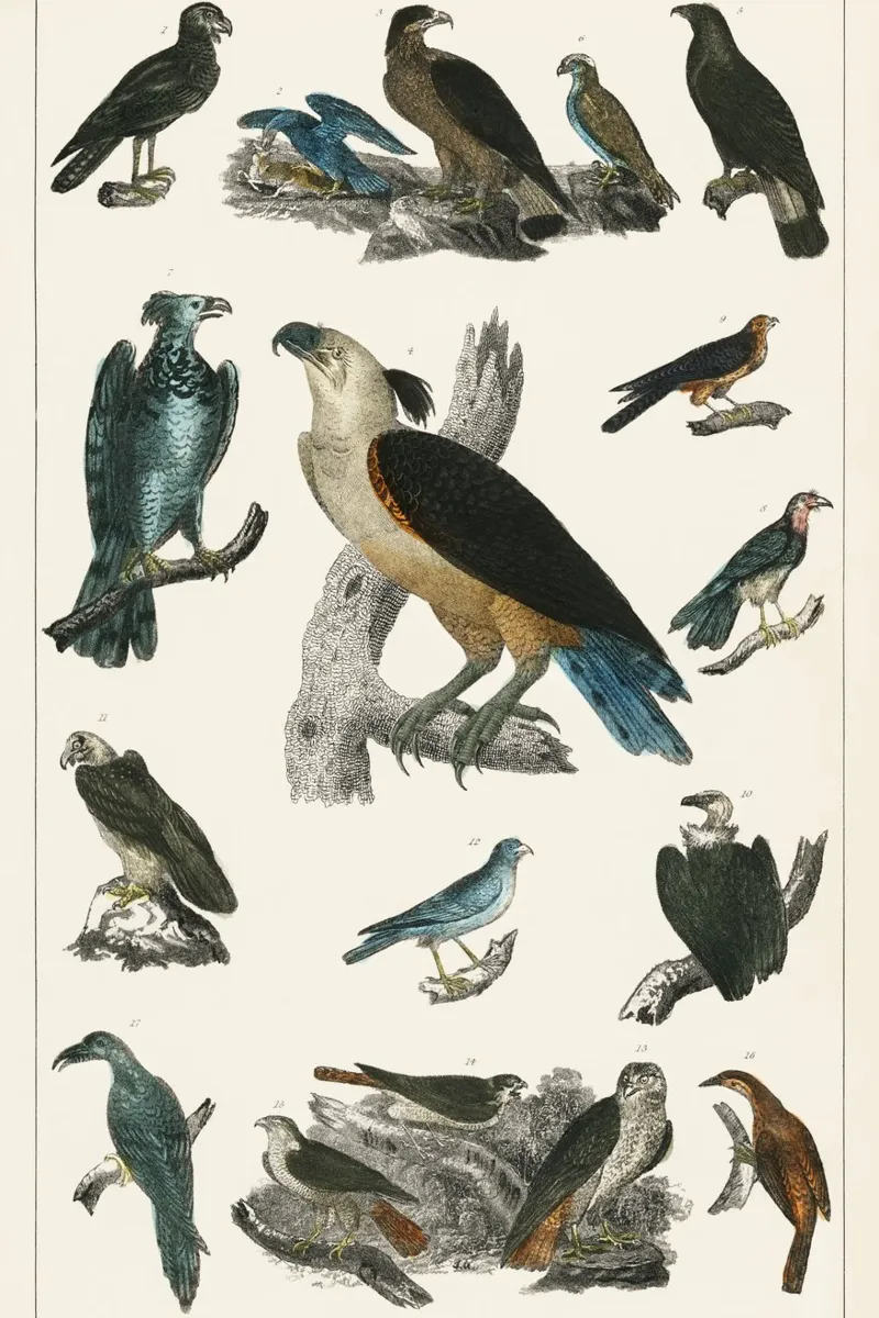 various type of birds canvas met Baklijst van vintageshop