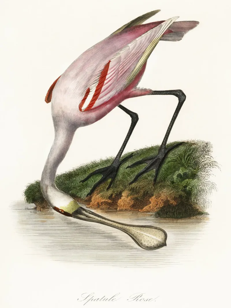 a roseate spoonbill by the water canvas with Floater frame by vintageshop