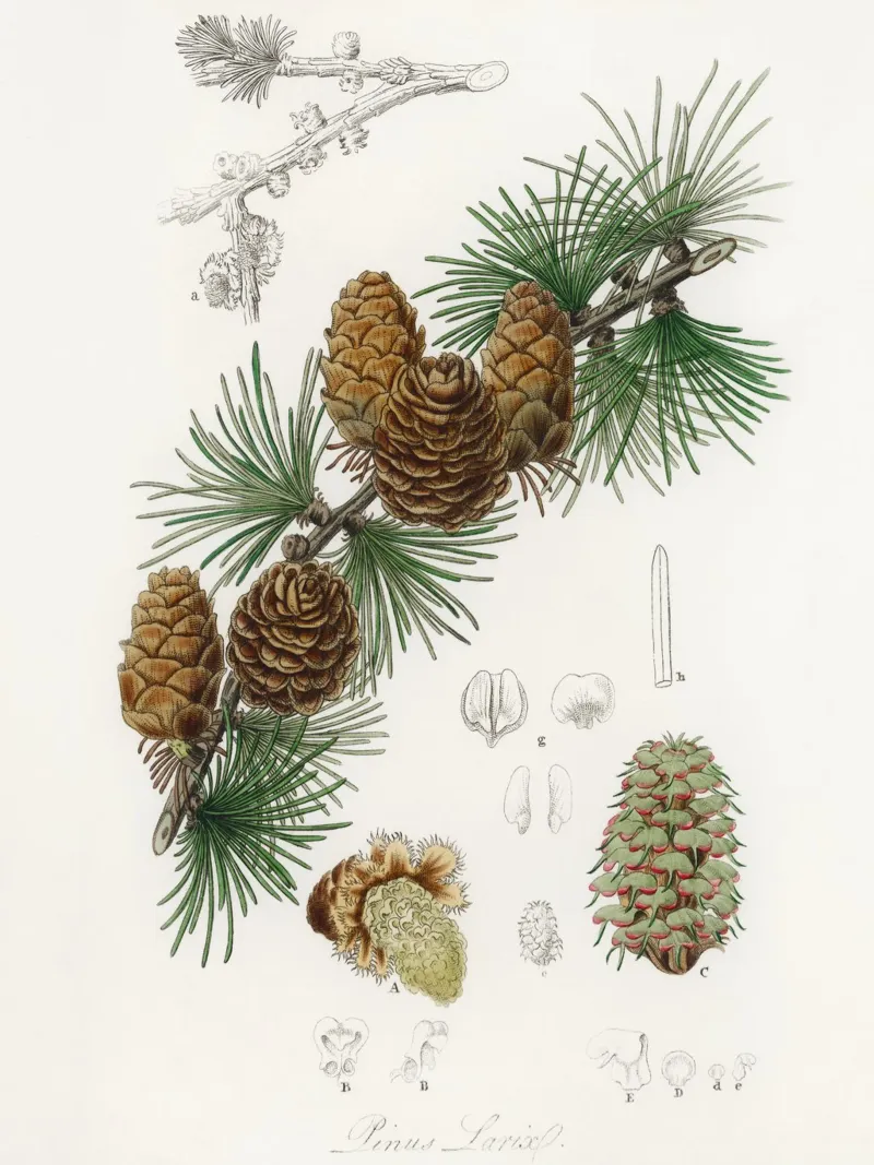Linus larix illustration canvas met Baklijst van vintageshop