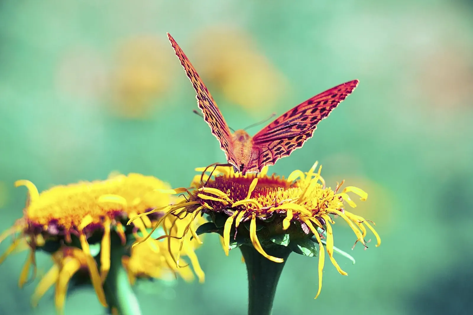 Keeping the Dream Alive - Butterfly Fine Art Print canvas with Floater frame by jay