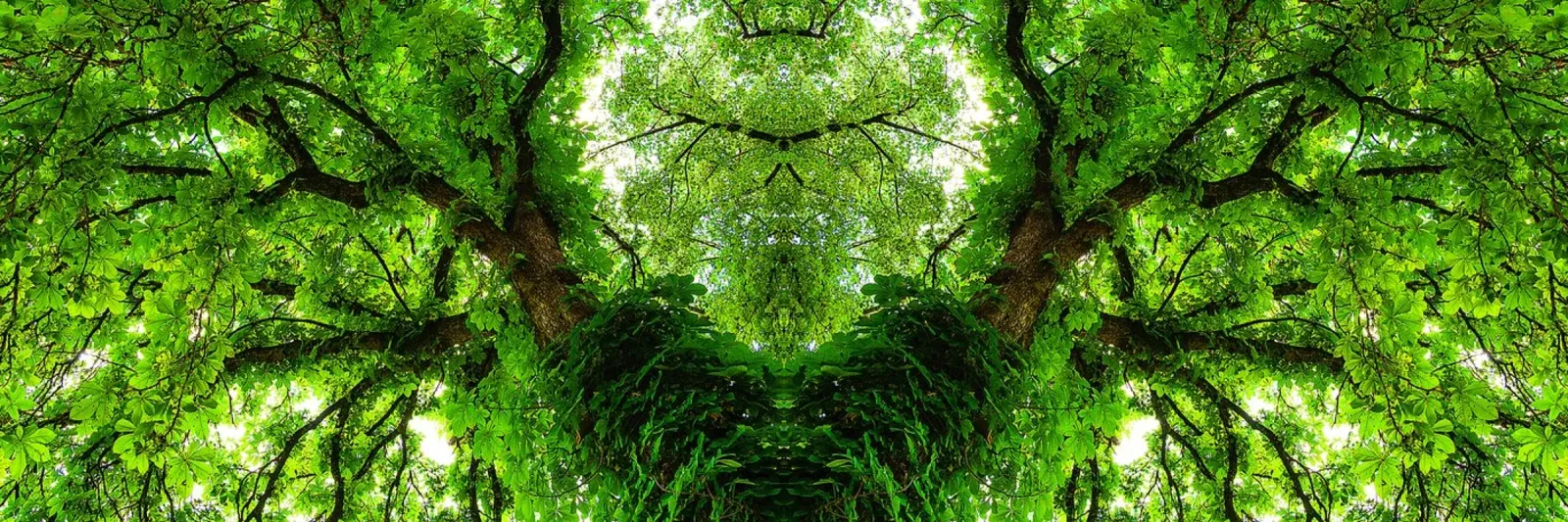 Emerald Tree Symmetry – Fine Art Abstract Print poster with aluminum frame by jay