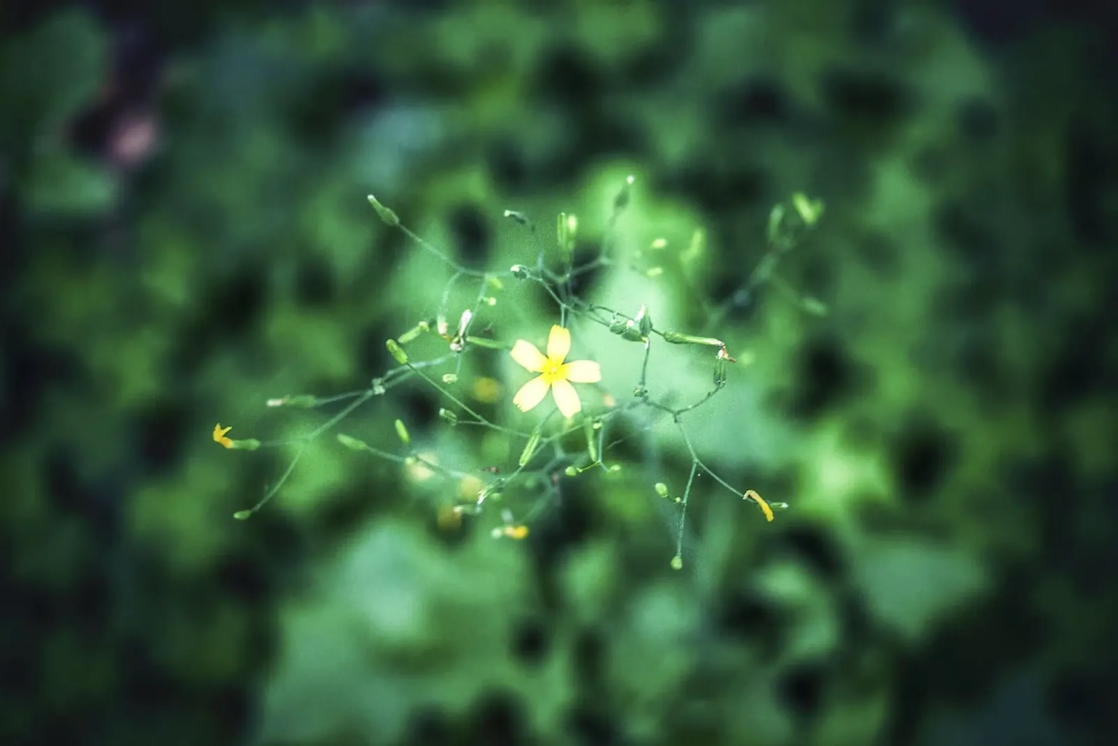 Cosmic Bloom – Fine Art Print canvas with Floater frame by jay