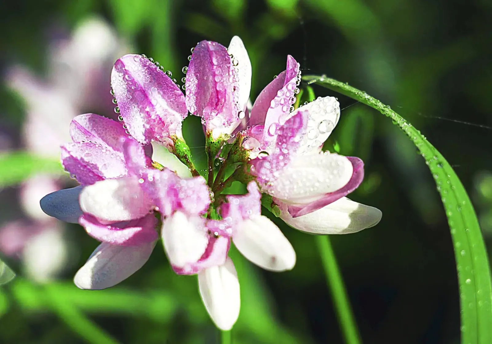 Dew-Kissed Wildflower – Fine Art Print canvas with Floater frame by jay