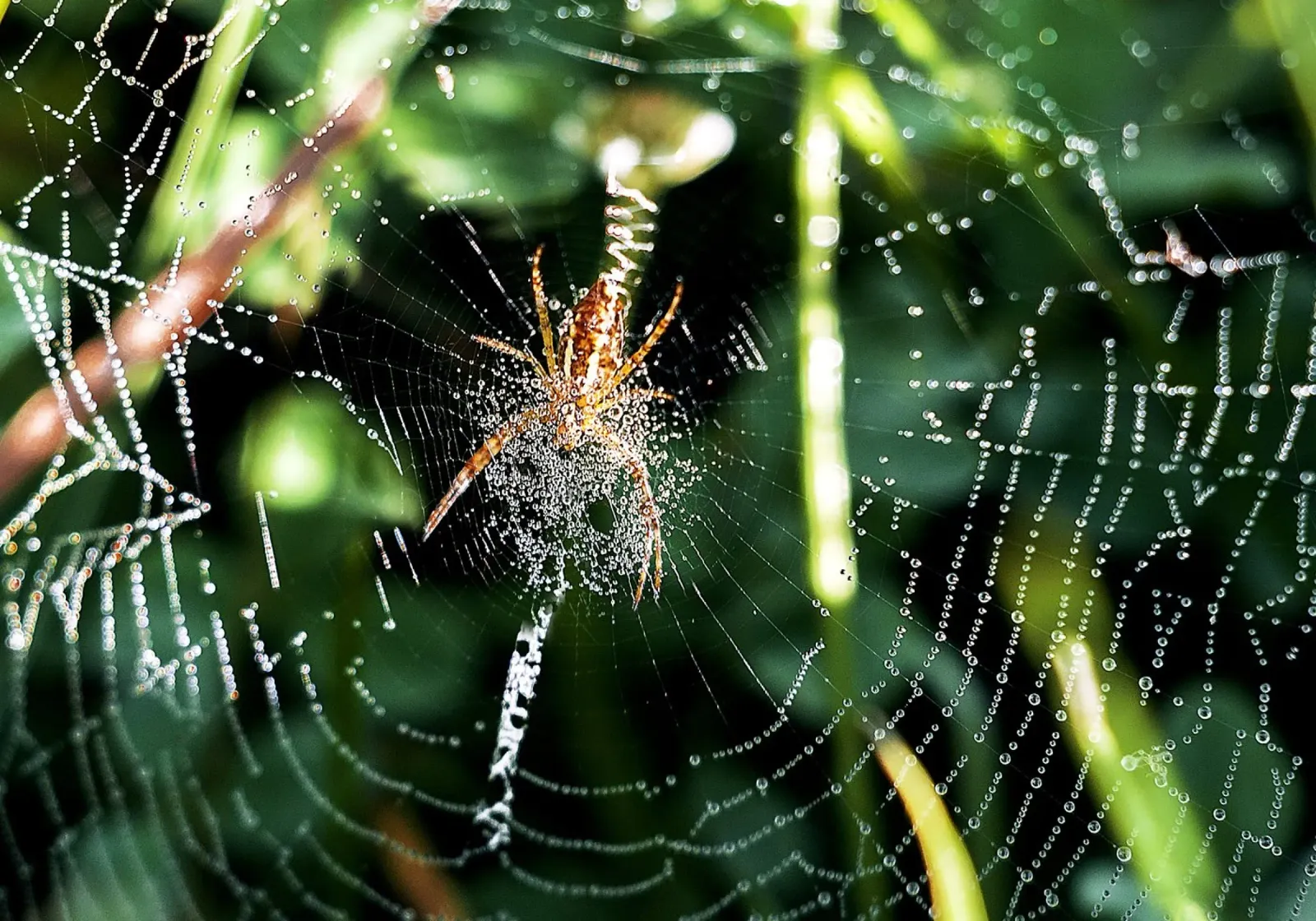 Web of Dawn - Stampa d'arte poster con telaio in legno da jay