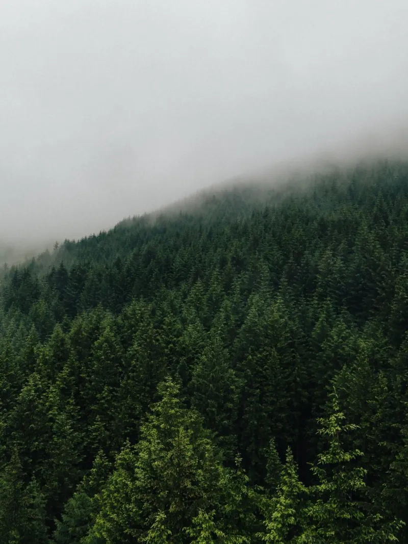 Misty Pines plexiglass da Lena Stamm