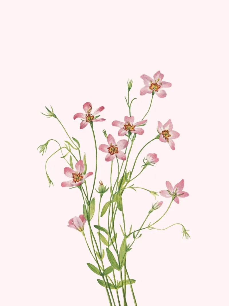 Illustrazione botanica di un fiore rosa vintage tela con Cornice a cassetta da vintagepod