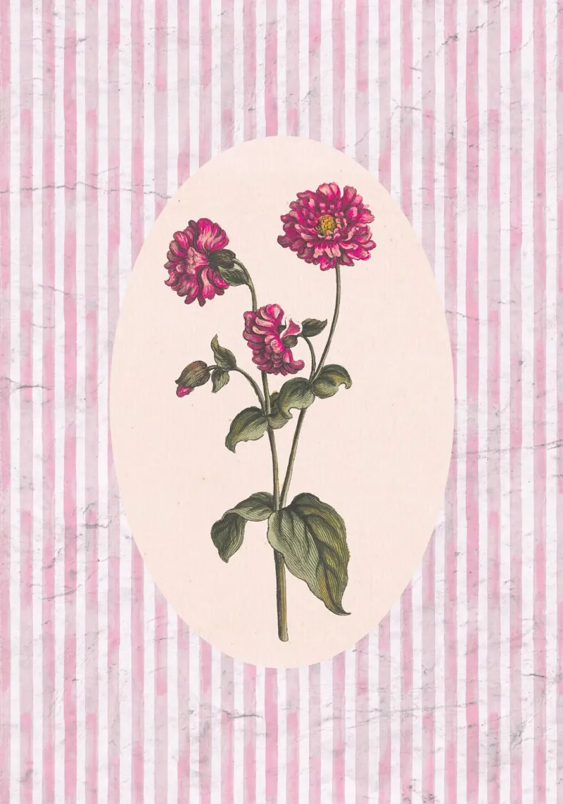 Poster vintage Dahlia Botanical - Pink Stripe poster con telaio in plastica da vintagepod