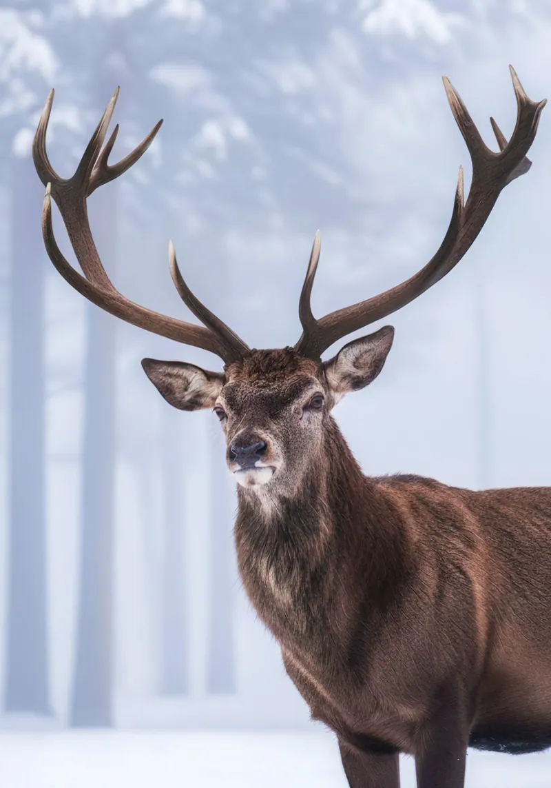 Deer in Winter Forest poster con telaio in legno da Attaboy Dsgn