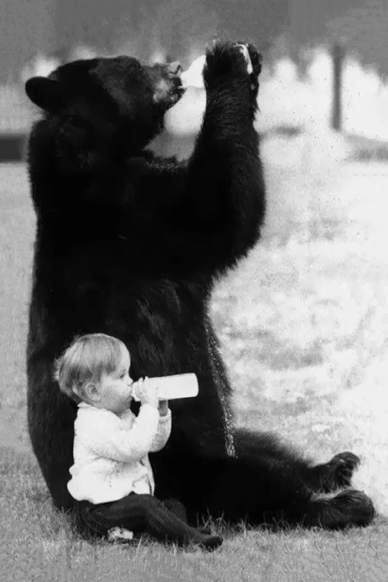 Orso e bambino che bevono da bottiglie, foto in bianco e nero poster con telaio in legno da Vibrant Vintage Prints