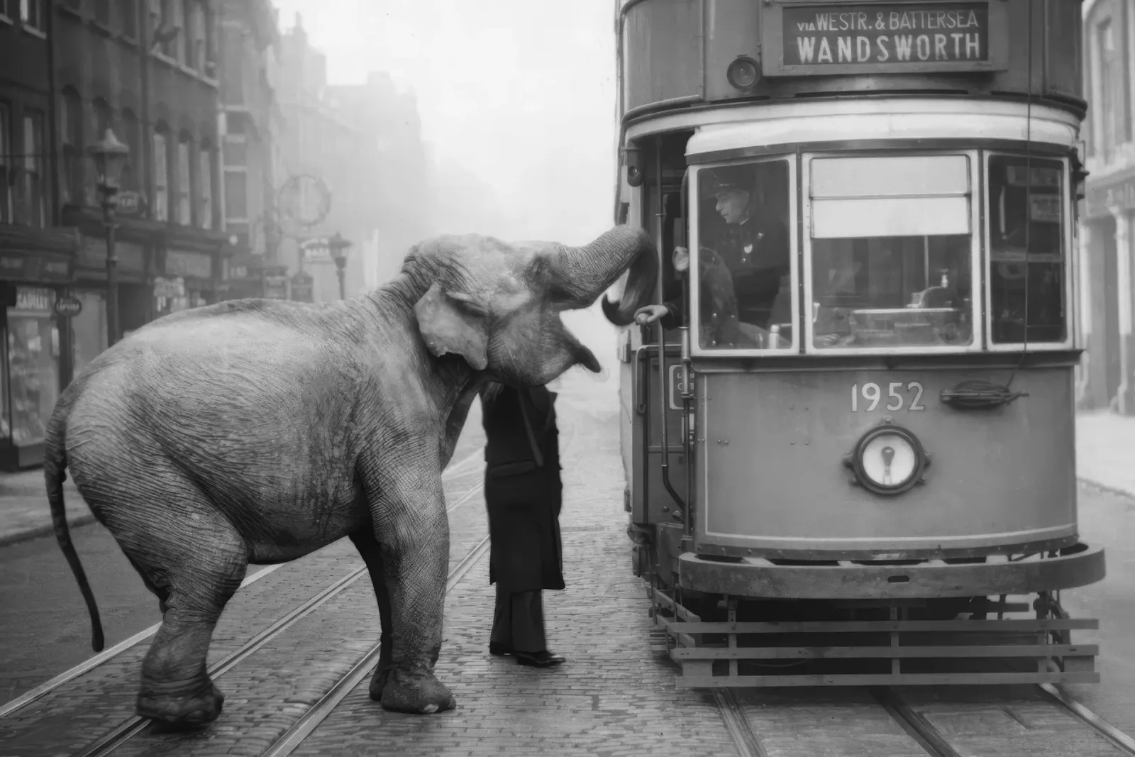 Elefante e carrello, foto vecchia e divertente in bianco e nero poster con telaio in alluminio da Vibrant Vintage Prints