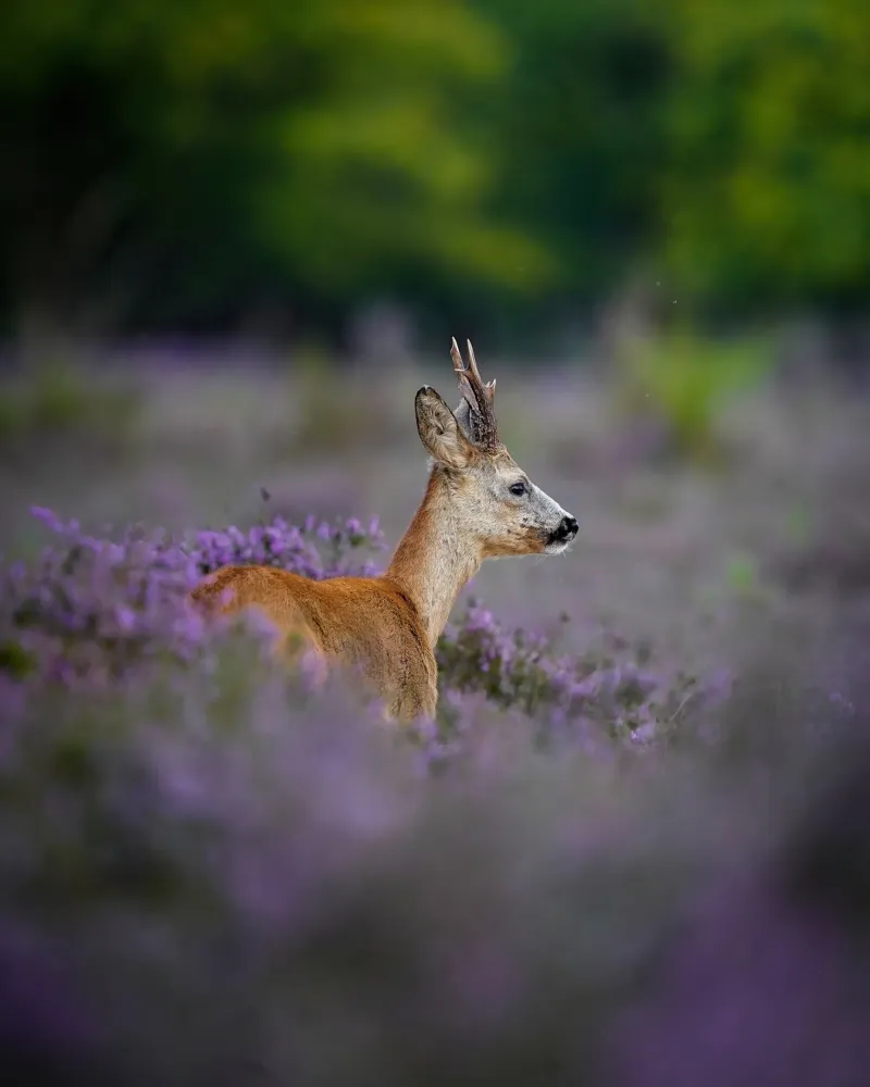 Capriolo in erica viola poster da Tom's Wildlife