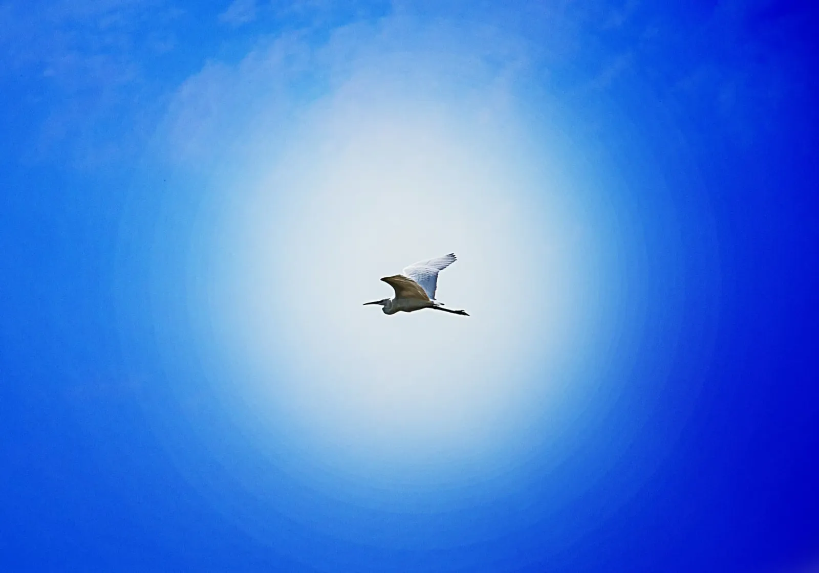 Stork in the Blue Bringing Good News – Fine Art Print canvas with Floater frame by jay