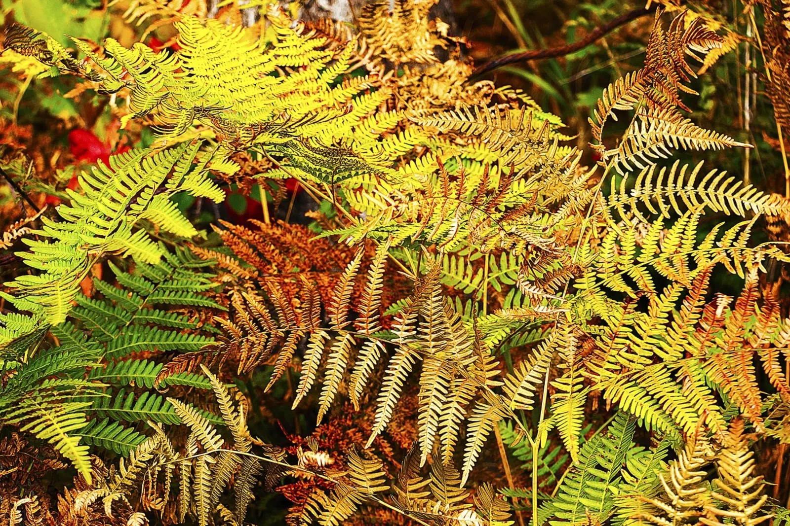Autumn Ferns – Fine Art Botanical Print poster by jay