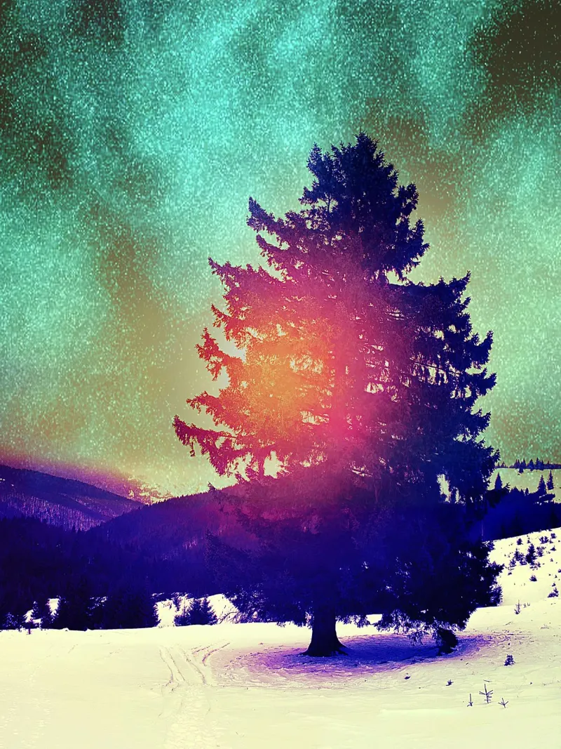 Abete mistico - Sogni d'inverno Stampa d'arte poster da jay