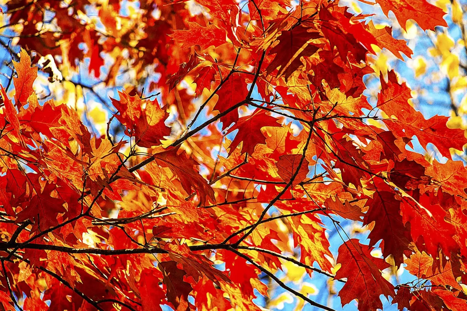 Autumn Blaze – Fiery Fall Leaves Fine Art Print canvas with Floater frame by jay
