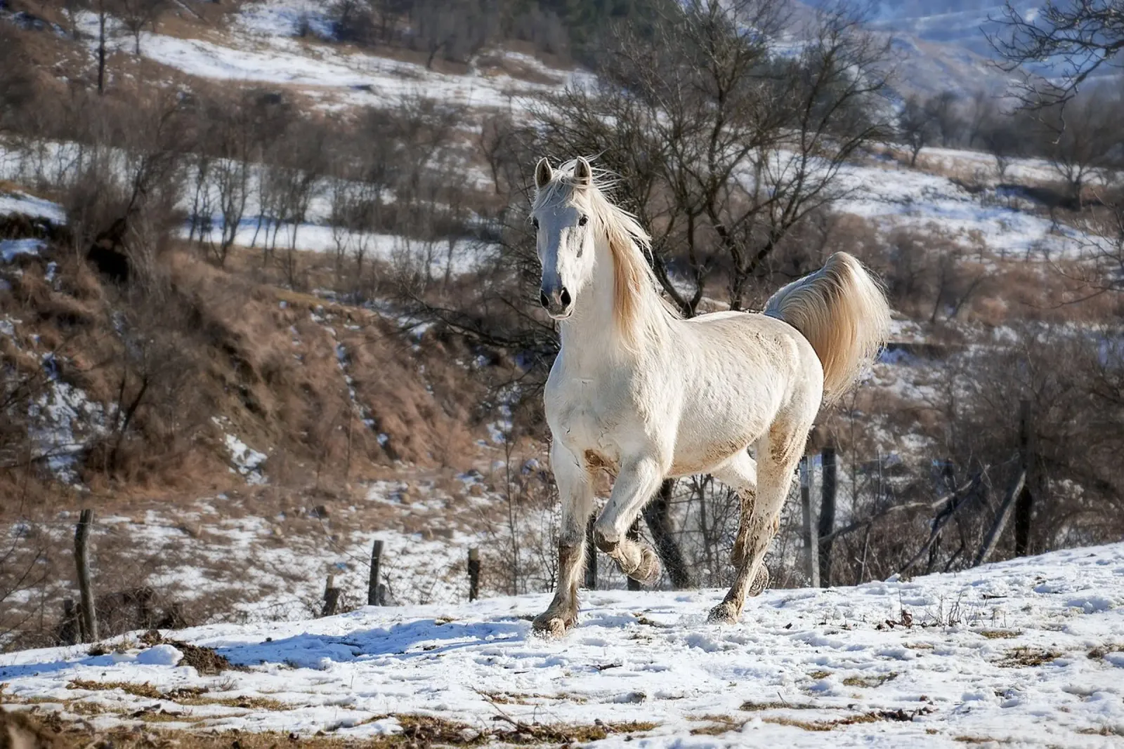 Cavallo bianco alla luce dell'inverno - Stampa fine art poster con telaio in alluminio da jay