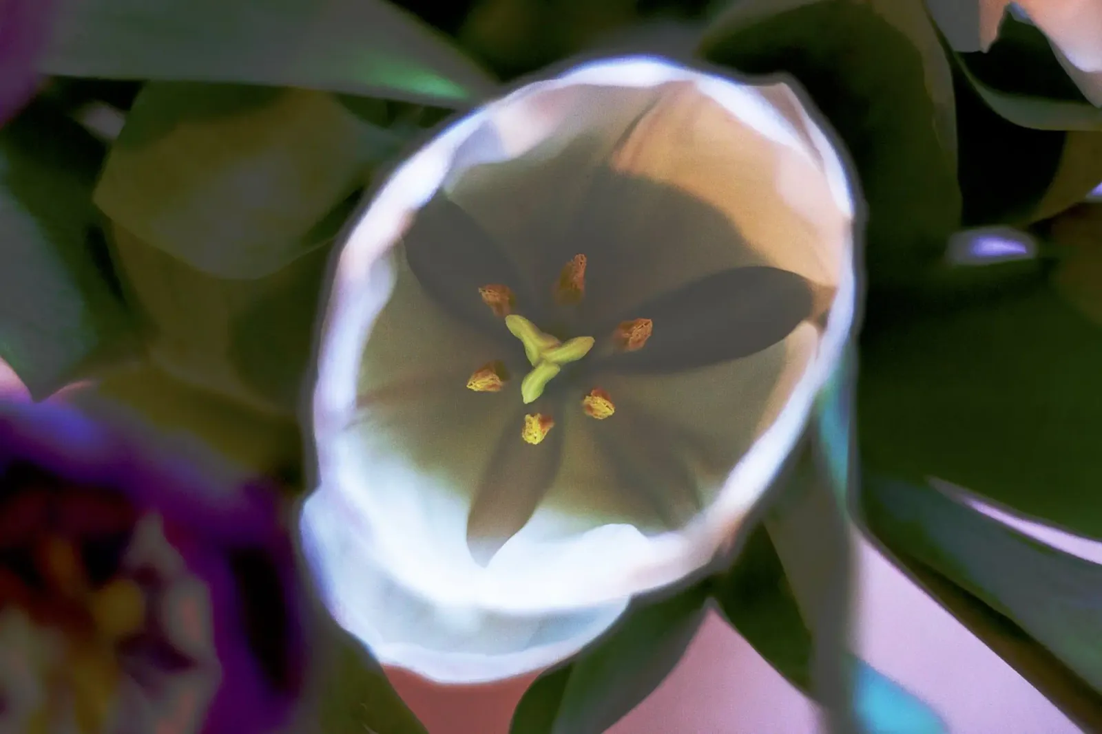 Inner Bloom - Abstract Witte Tulp Fine Art Print poster van jay