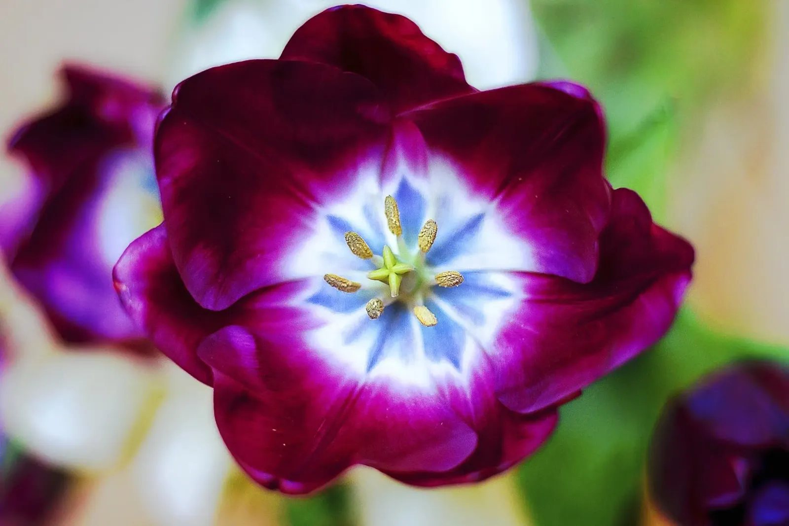 Mystic Core – Deep Violet Tulip Fine Art Print canvas with Floater frame by jay