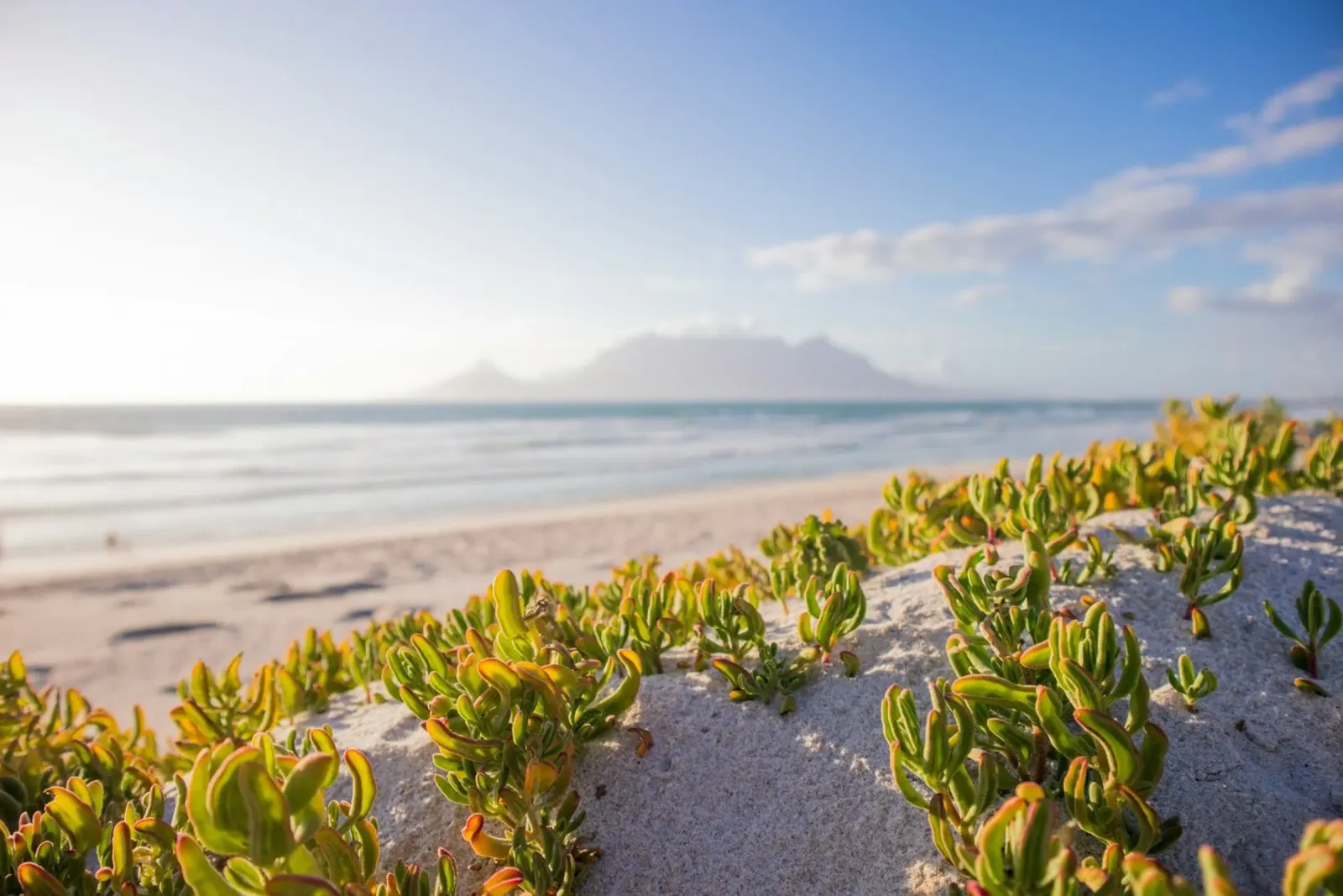 cactus che crescono in riva al mare tela con Cornice a cassetta da Earthly Visions