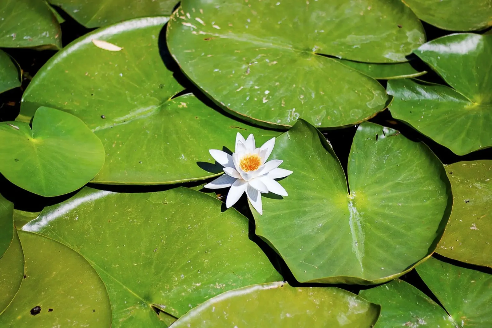 Kern van witte lotus - Kunstdruk canvas met Baklijst van jay