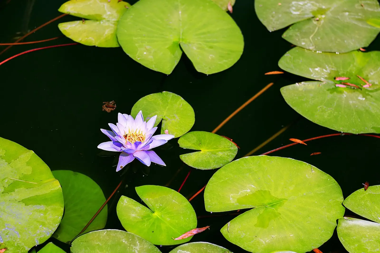 Lotus Diepten - Kunstdruk canvas met Baklijst van jay