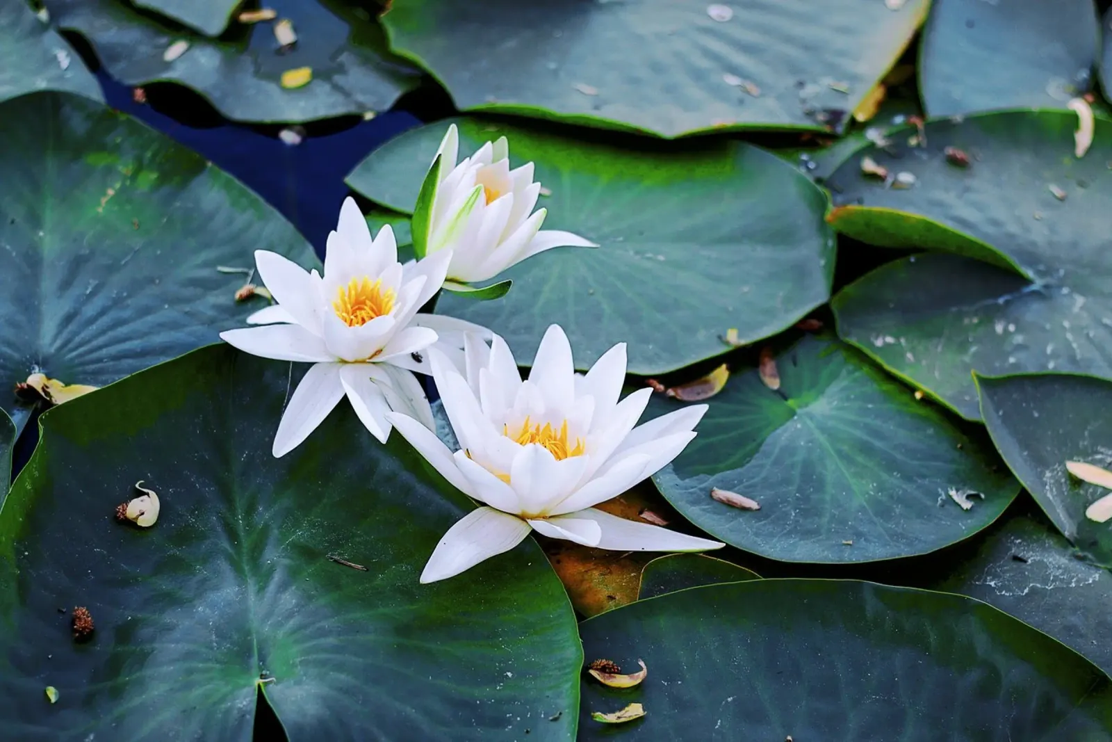 Dinner is Served - Lotus Trio - Kunstdruk canvas met Baklijst van jay