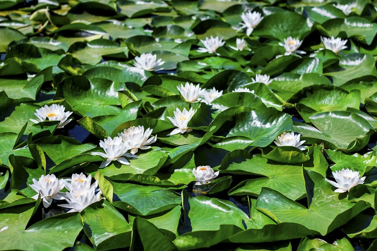 Zee van lotus - Zee van bladeren - Fine Art Print canvas met Baklijst van jay